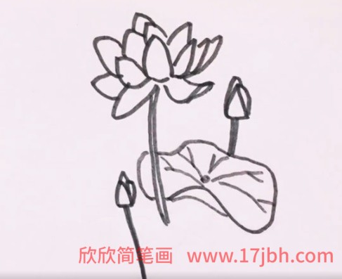 简笔画荷花的画法步骤图