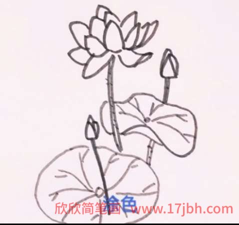 简笔画荷花的画法步骤图