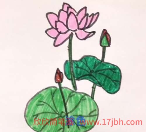 荷花简笔画