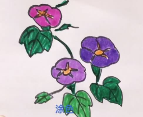 牵牛花图片简笔画