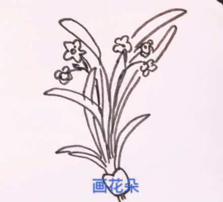 水仙花的简笔画