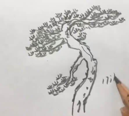 松树图片简笔画手绘