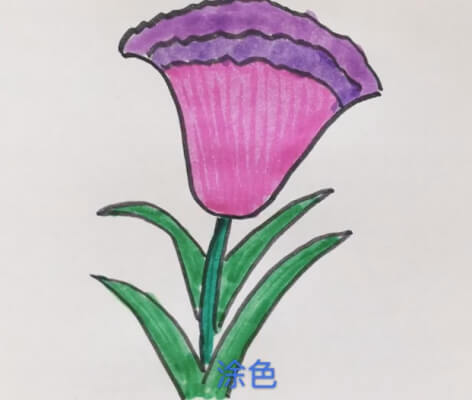 鸡冠花图片简笔画