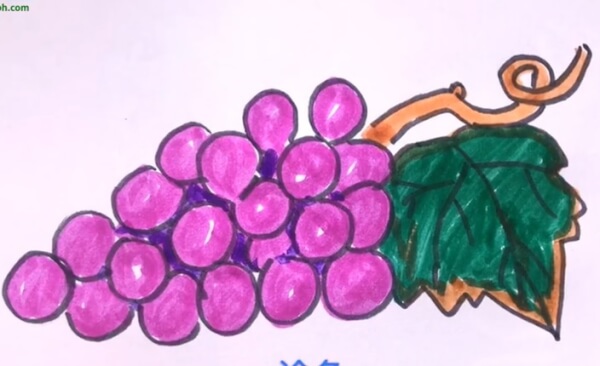 葡萄简笔画图片带颜色