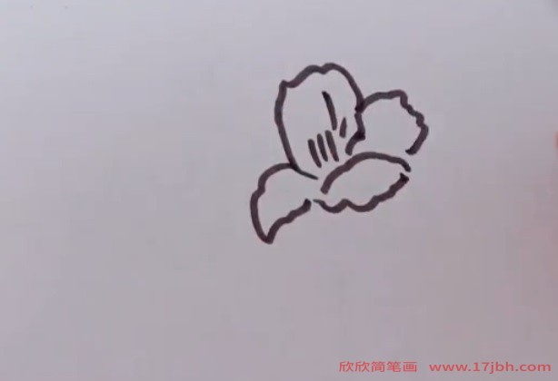 杜鹃花的简笔画