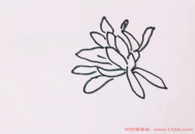 菊花叶子图片简笔画