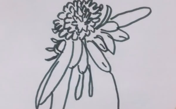 关于菊花的简笔画