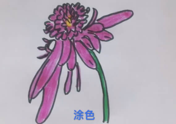 关于菊花的简笔画