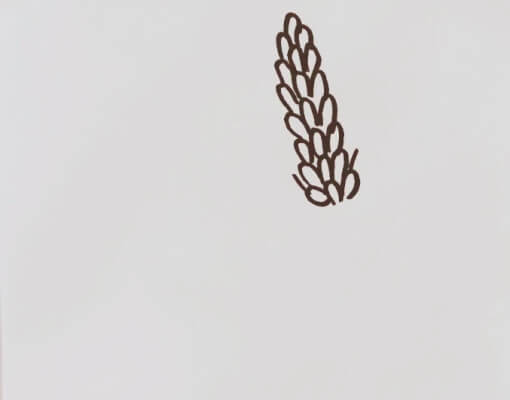 小麦图片简笔画