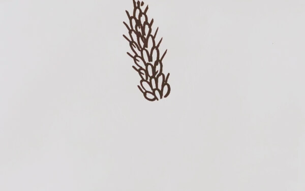 小麦图片简笔画