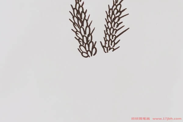 小麦图片简笔画