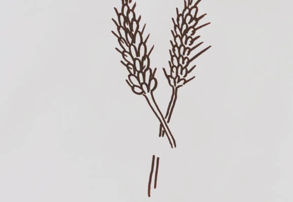 小麦图片简笔画