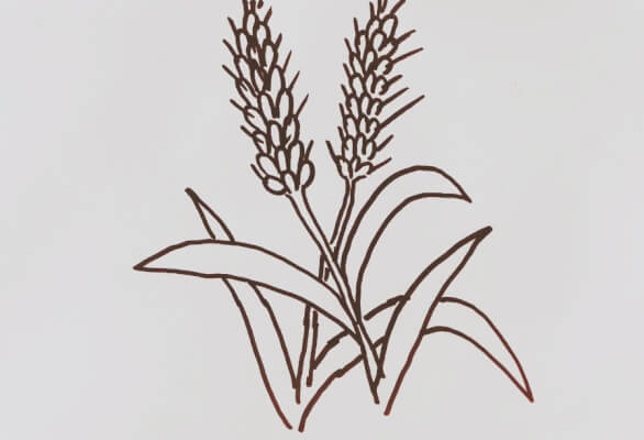 小麦图片简笔画