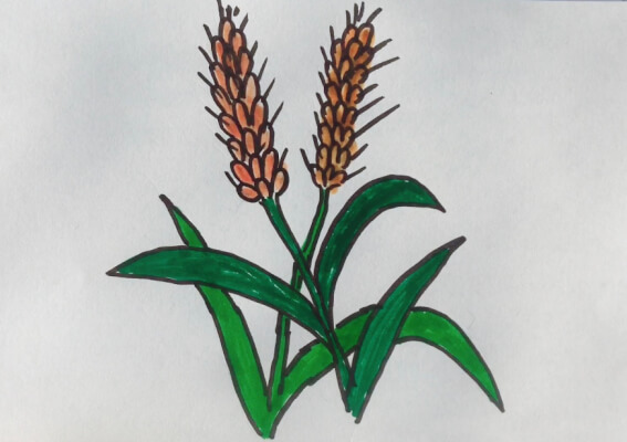 小麦图片简笔画