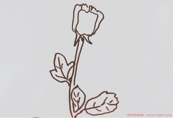 玫瑰的简笔画步骤图片