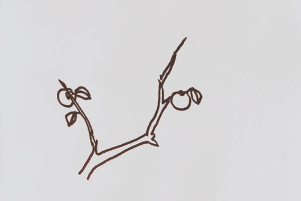 柿子树的简笔画