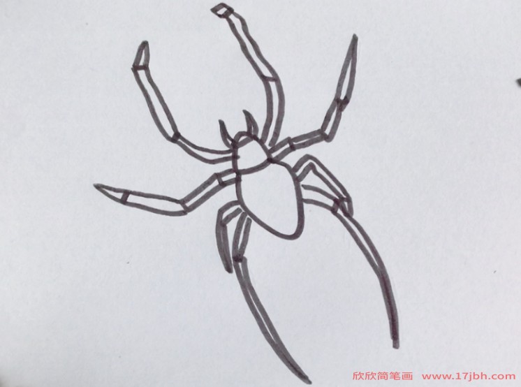 蜘蛛的简笔画图片