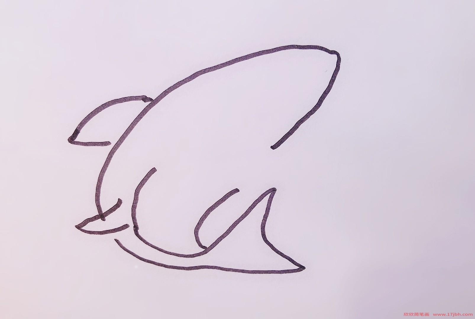 鲨鱼的简笔画