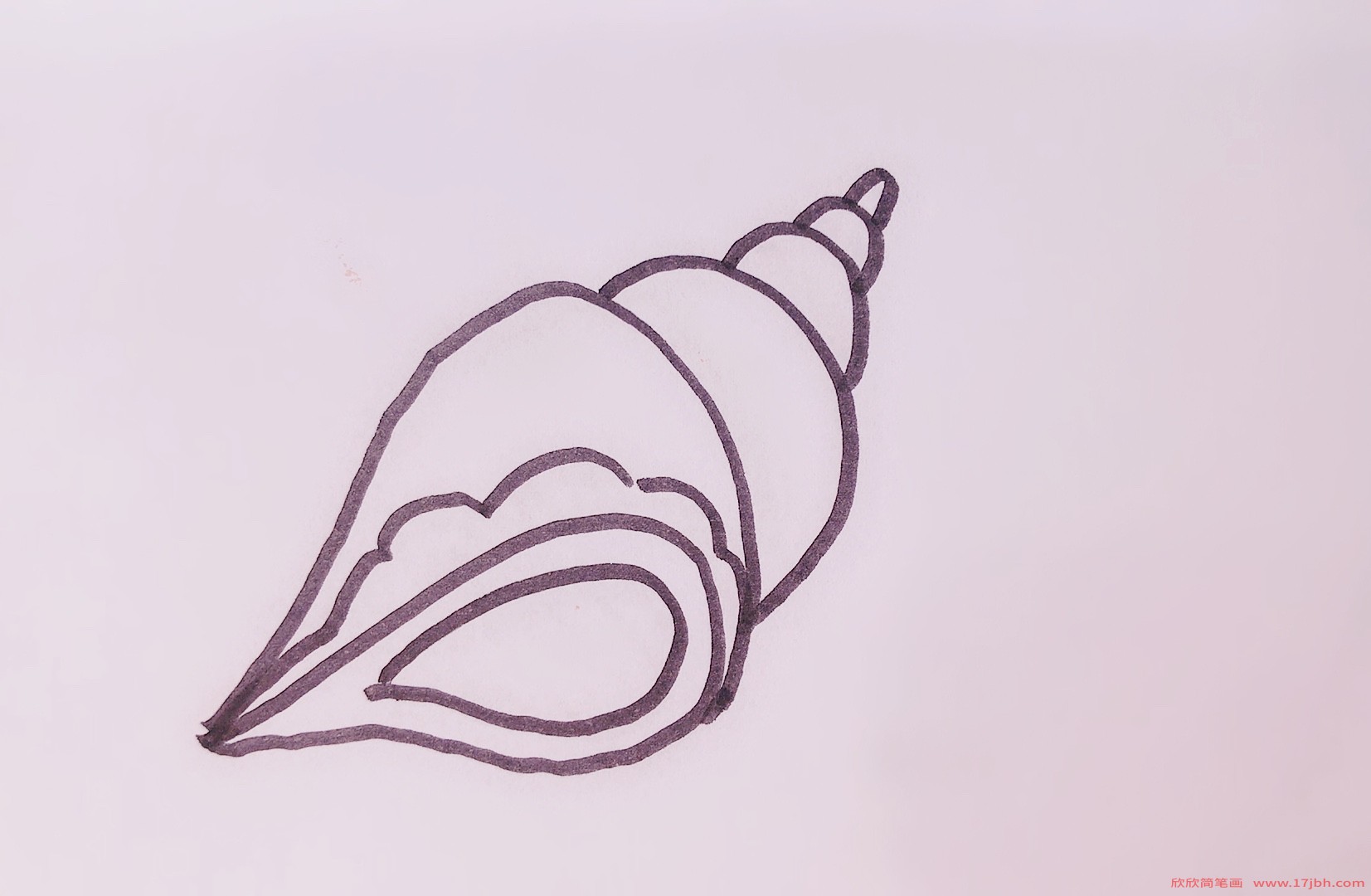 海螺图片简笔画