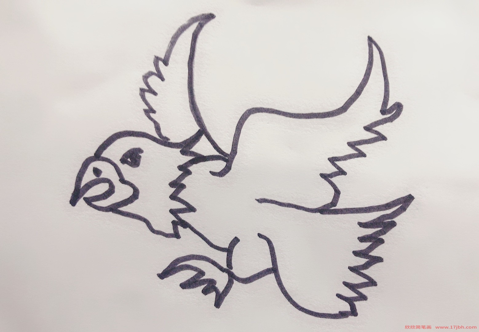 鹰简笔画