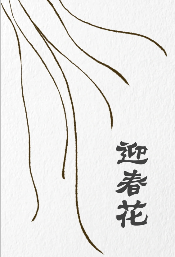 一步一步教我画迎春花简单图片教程-图片1
