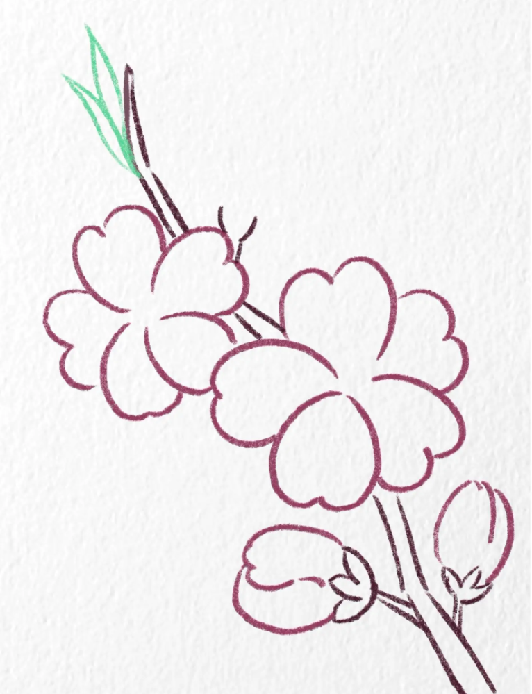 春天的植物简笔画桃花怎么画 一步一步教我画桃花-图片1