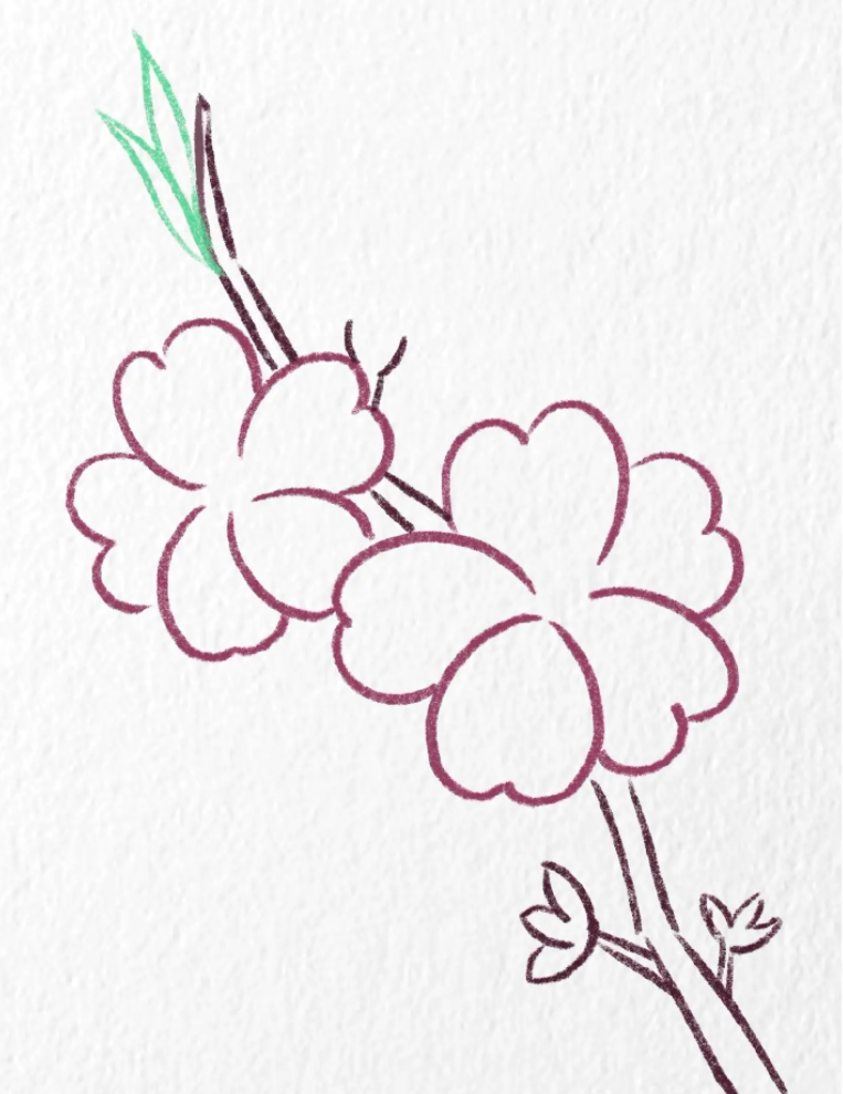 春天的植物简笔画桃花怎么画 一步一步教我画桃花-图片3