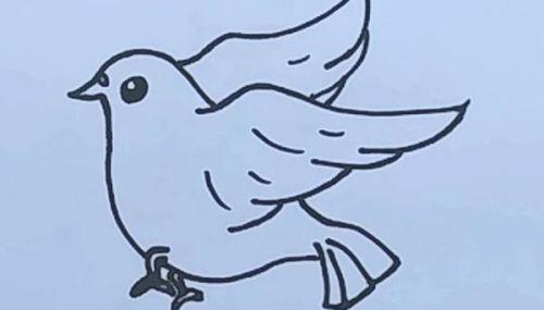 简单易学的彩色鸽子简笔画步骤教程 幼儿也能画得漂亮-3